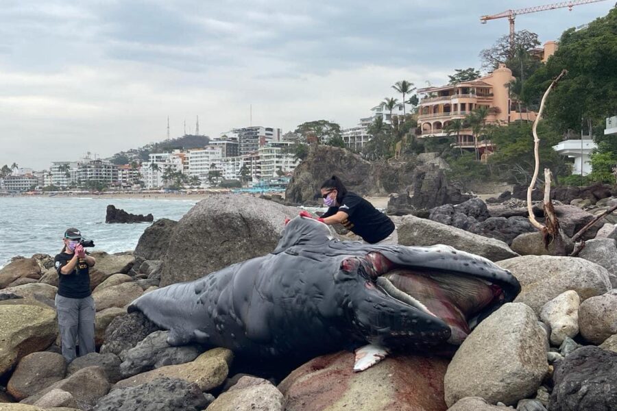 Hallan ballena jorobada muerta en Puerto Vallarta